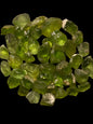 Natural Peridot 75 grams for faceting| Facet Rough Gemstones